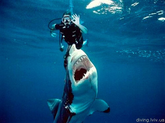 Даже акулы нападают на людей крайне редко и только в случае, если сталкиваются с агрессией